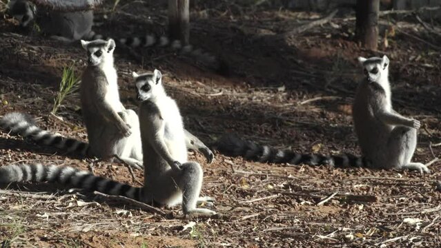 three catta lemurs sunbathing in morning light and moving theirs heads simultaneously