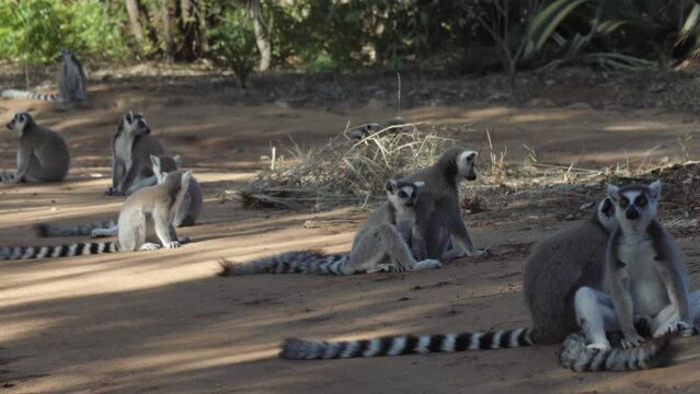social interaction in a group of 10 ring-tailed lemurs resting in the shade on a sandy road