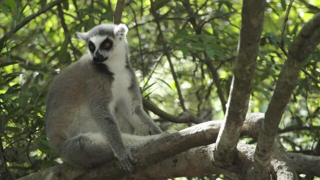 ring-tailed lemur on a branch watching surroundings attentively