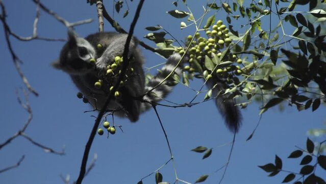ring-tailed lemur forages in the canopy of a fig tree in Madagascar. Blue sky in background