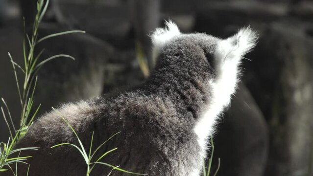 ring-tailed lemur turns head and scratches fur, another lemur passes in background