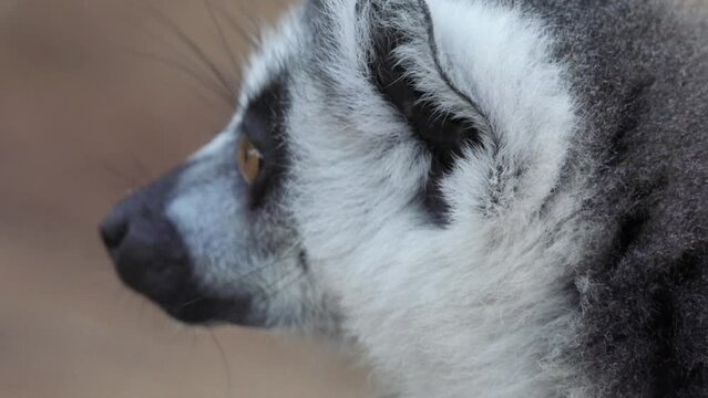 ring-tailed lemur turns head into camera and back, close-up shot of face