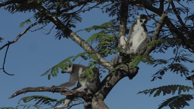 two ring-tailed lemurs in the canopy of a tree in Madagascar. One individual climbs downwards