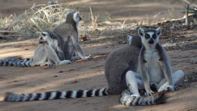 four ring-tailed lemurs rest in the shade on a sandy road, another lemur joins them in background
