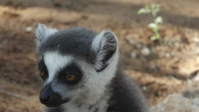 ring-tailed lemur turning head left and right several times, medium to close-up shot
