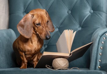Dachshund dog carefully reads a book sitting in a comfortable chair in the living room. Studio...
