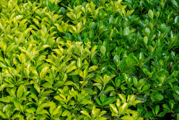 flores silvestres del campo en primavera