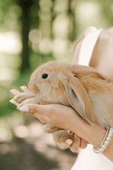 Cute little rabbits in women's hands