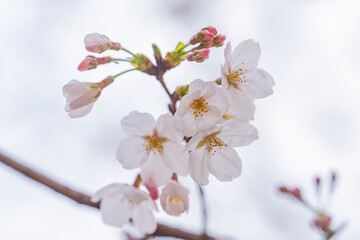 桜、春