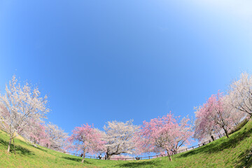 成田市さくらの山　千葉県成田市