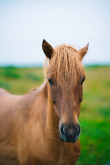 Obraz premium Icelandic horse 