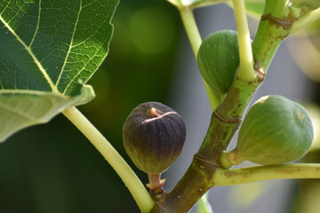 Purple and green figs fruit hanging on the branch of a fig tree, ficus carica