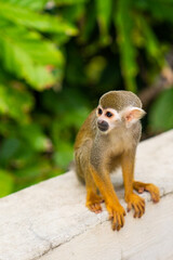 Funny little saimiri monkey sits on a wooden fence in the jungle. Excursion to Monkey Land Zoo