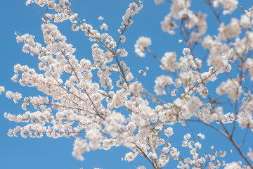満開の桜（鳥取県倉吉市・打吹公園）