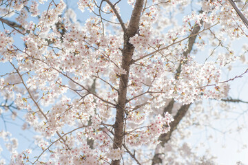 満開の桜（鳥取県倉吉市・打吹公園）