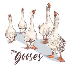 Gooses group. T-shirt composition, hand drawn style print. Vector illustration.