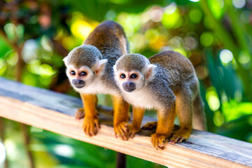 Two funny little saimiri monkeys sit on top of each other and look at the camera. Excursion to...