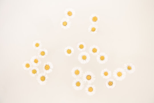 background with daisy flowers floating in milk bath