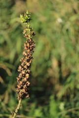 A foxglove flower at the end of the season, in early autumn, with a line of seeds drying on the stem. There is space on the right for text.