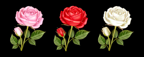Set of three beautiful flowers of rose with leaves isolated on a black background. Realistic 3D vector illustration of lovely pink, red and white roses. Floral design element - 497427132