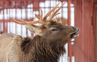 Portrait of a deer in the zoo on the snow