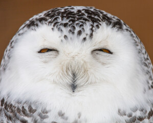 Portrait of a sleeping owl