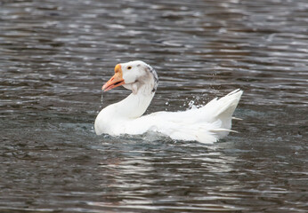 The white goose swims in a pond