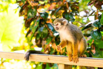 Funny little saimiri monkey sits on a wooden fence in the jungle. Excursion to Monkey Land Zoo