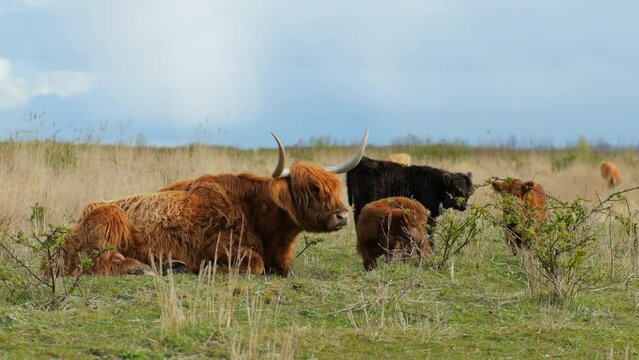 Scottish highlander in spring with cute calves in Almere, Flevoland, The Netherlands