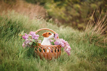 Jack Russell Terrier puppy sitting in a basket with lilacs outdoors in green grass