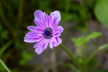 Obraz premium Wild plant; purple anemone flower
