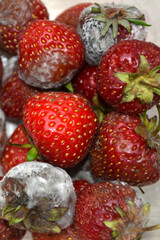 punnet of strawberries passed there sell by date, mouldy food 