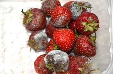 punnet of strawberries passed there sell by date, mouldy food 