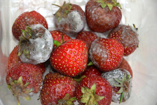 Punnet Of Strawberries Passed There Sell By Date, Mouldy Food 