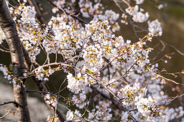 桜、春、目黒川