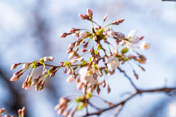 桜、春、目黒川