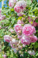 Obraz premium Beautiful blooming bud or inflorescence of a Rose climbing 