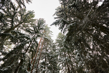 Frosty winter landscape in snowy forest. Pine branches covered with snow in a cold winter weather. 