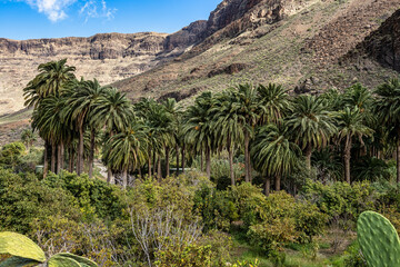 Fototapeta na wymiar Rocky landscape of the Palm valley at Arteara in Gran Canaria island, Spain.