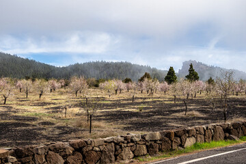 Gran Canaria, Caldera de Tejeda in February, almond trees in full bloom, Spain