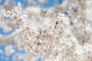 満開の桜（打吹公園・鳥取県倉吉市）
