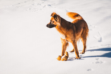 Hund | Mischling