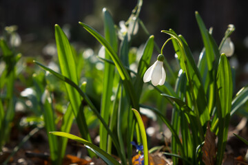 Snowdrops Galanthus nivalis close-up. Beautiful delicate white first flowers in bright sunlight. Snowdrops in the forest. Spring time. Primroses are blooming. Juicy natural background, soft focus, sun