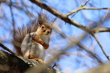 Red squirrel sitting on a tree branch in forest and  looking curiously
