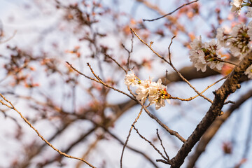 桜、春、目黒川
