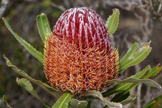 Red flower of Firewood Banksia (Banksia menziesii), Western Australia
