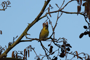 Fototapeta premium Colourful yellow Siskin, Carduelis spinus, perching on Spring branch against blue sky