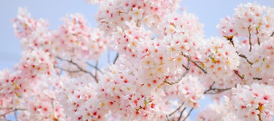 明るい青空と満開の桜のフレーム、満開の桜のクローズアップ