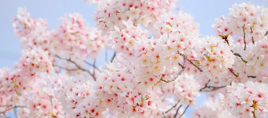 Foto auf Acrylglas 明るい青空と満開の桜のフレーム、満開の桜のクローズアップ © yuri-ab