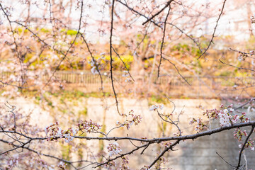 桜、春、目黒川